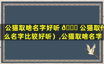 公猫取啥名字好听 🐕 公猫取什么名字比较好听）,公猫取啥名字好听公猫取什么名字比较 🐶 好听)
